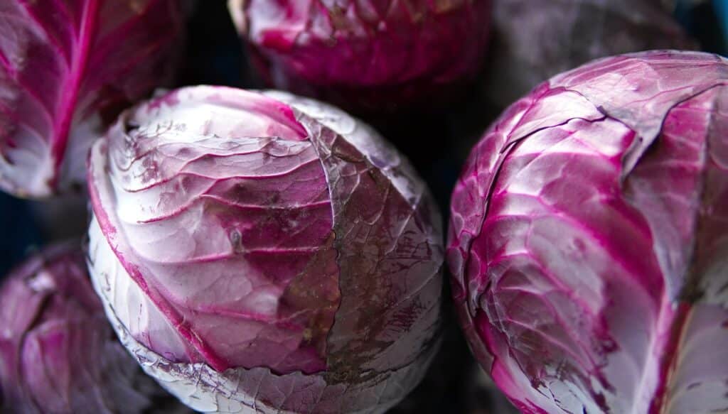 Red cabbage nutrient content