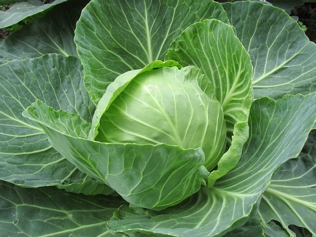 Cabbage, green, raw Cabbage, green, raw