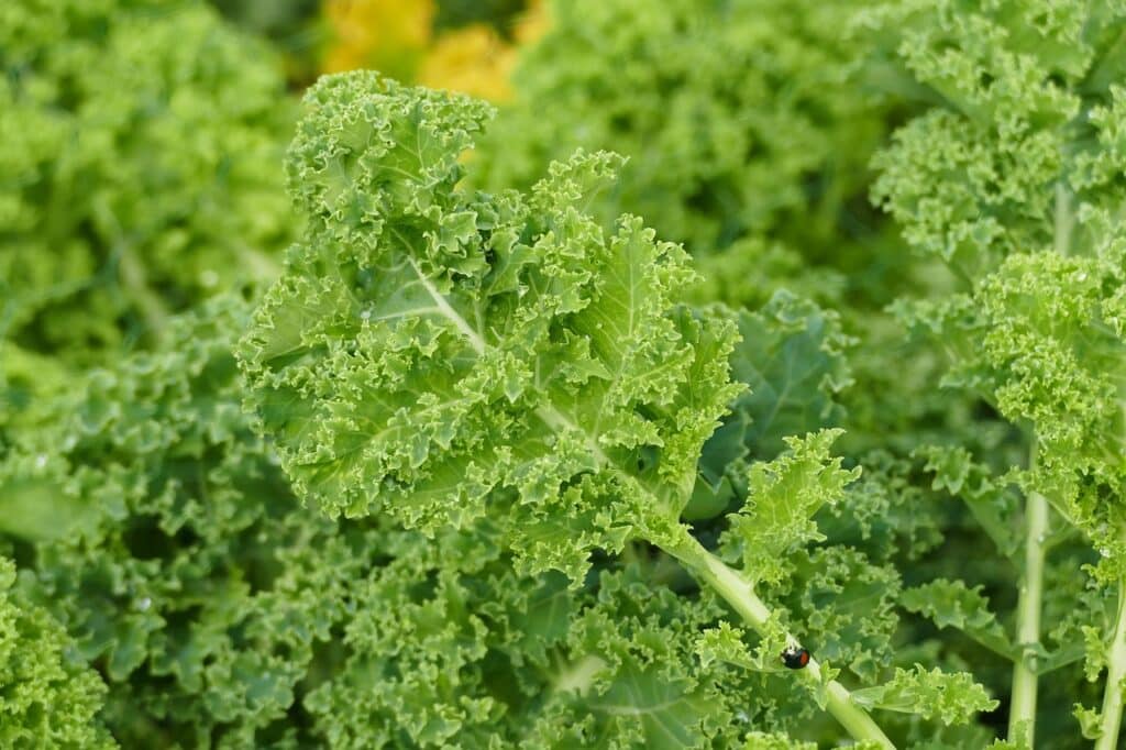 Kale: The Ultimate Leafy Green Powerhouse