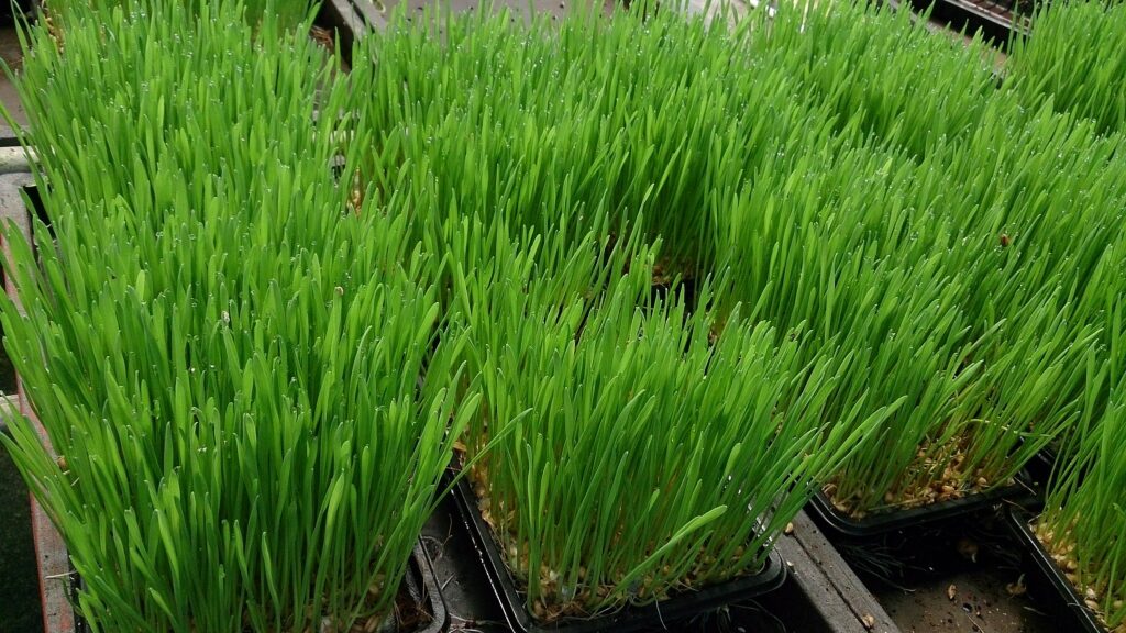 Wheatgrass
