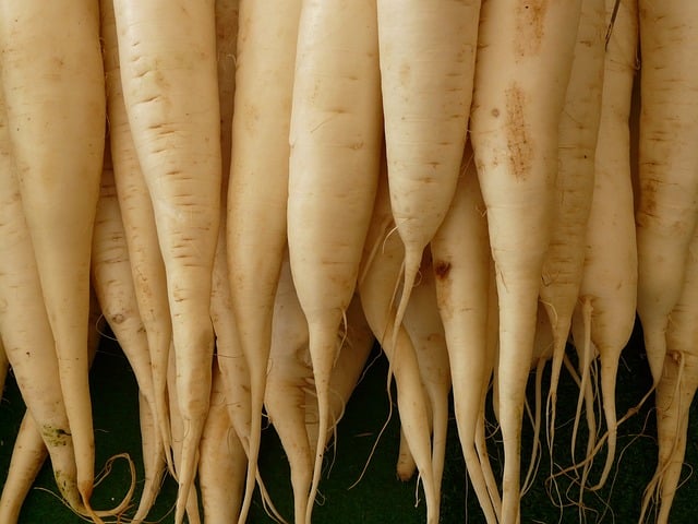 White radish