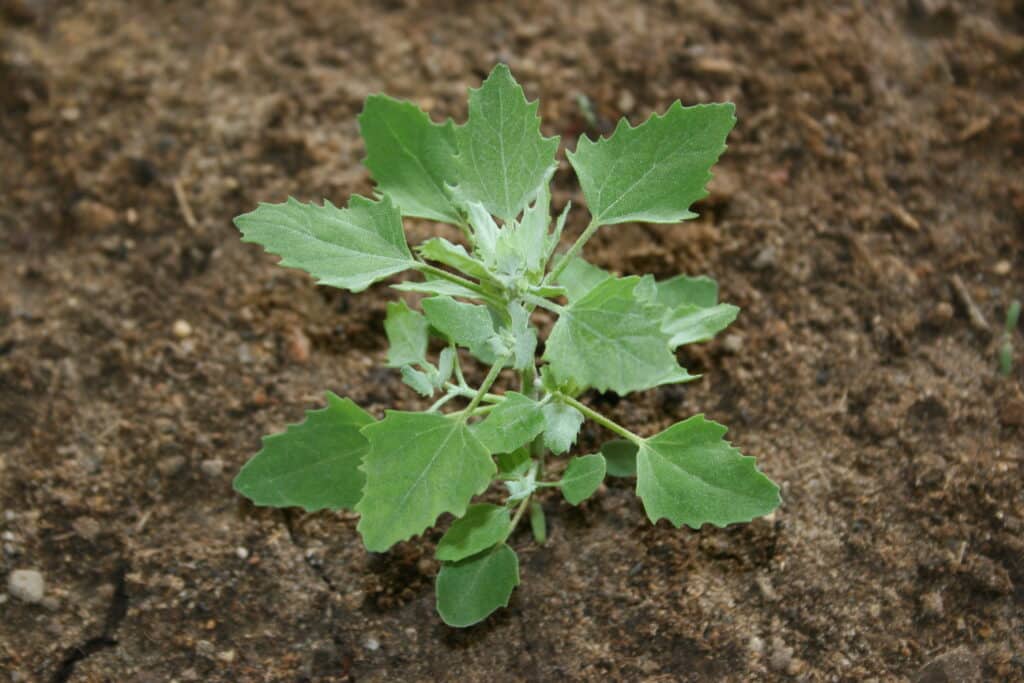 Lambsquarters