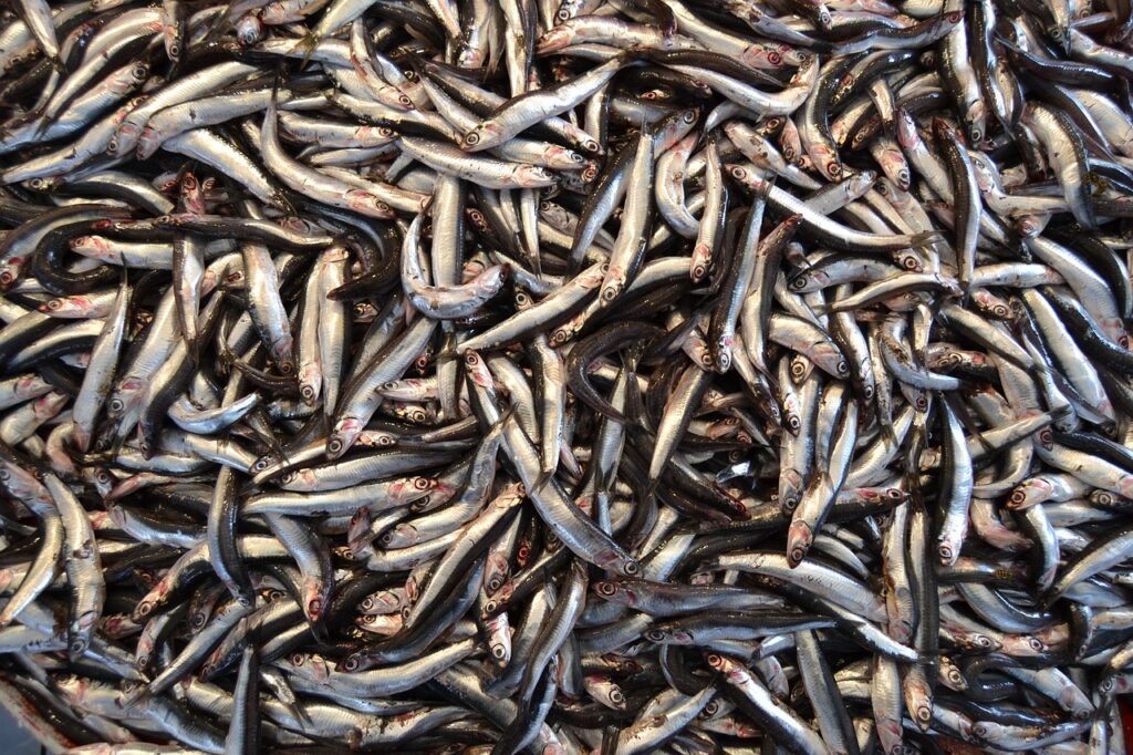 Anchovies health benefits