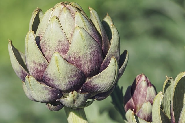 Artichokes Artichokes