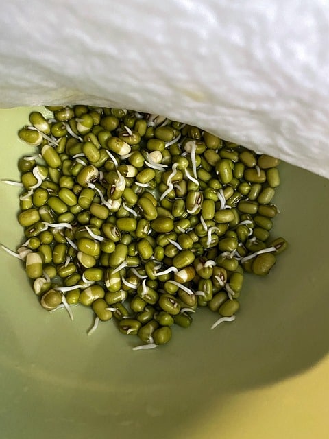 Mung Bean Sprouts