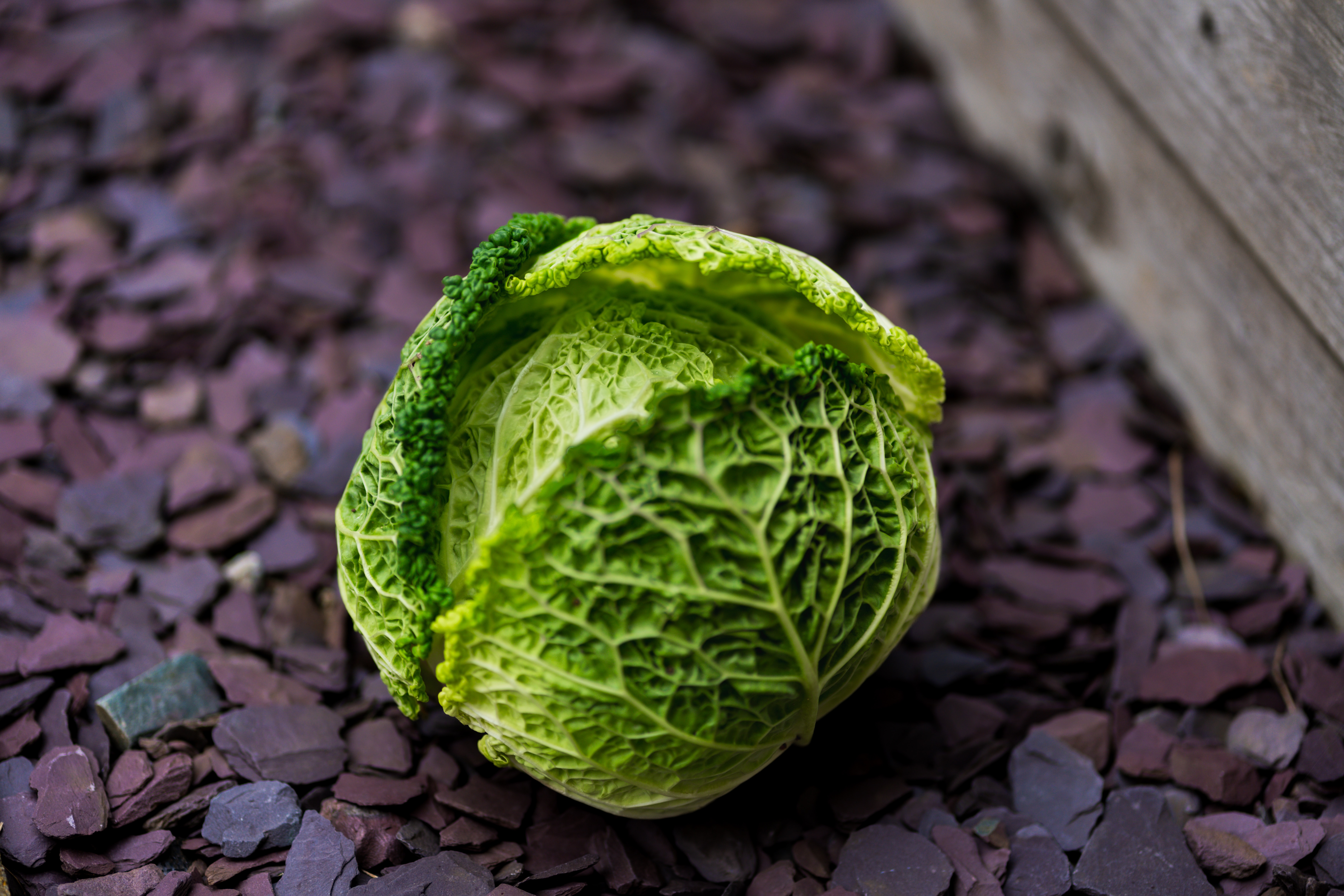 Cabbage, green, raw Cabbage, green, raw