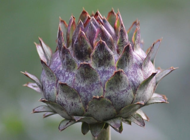 Cardoon