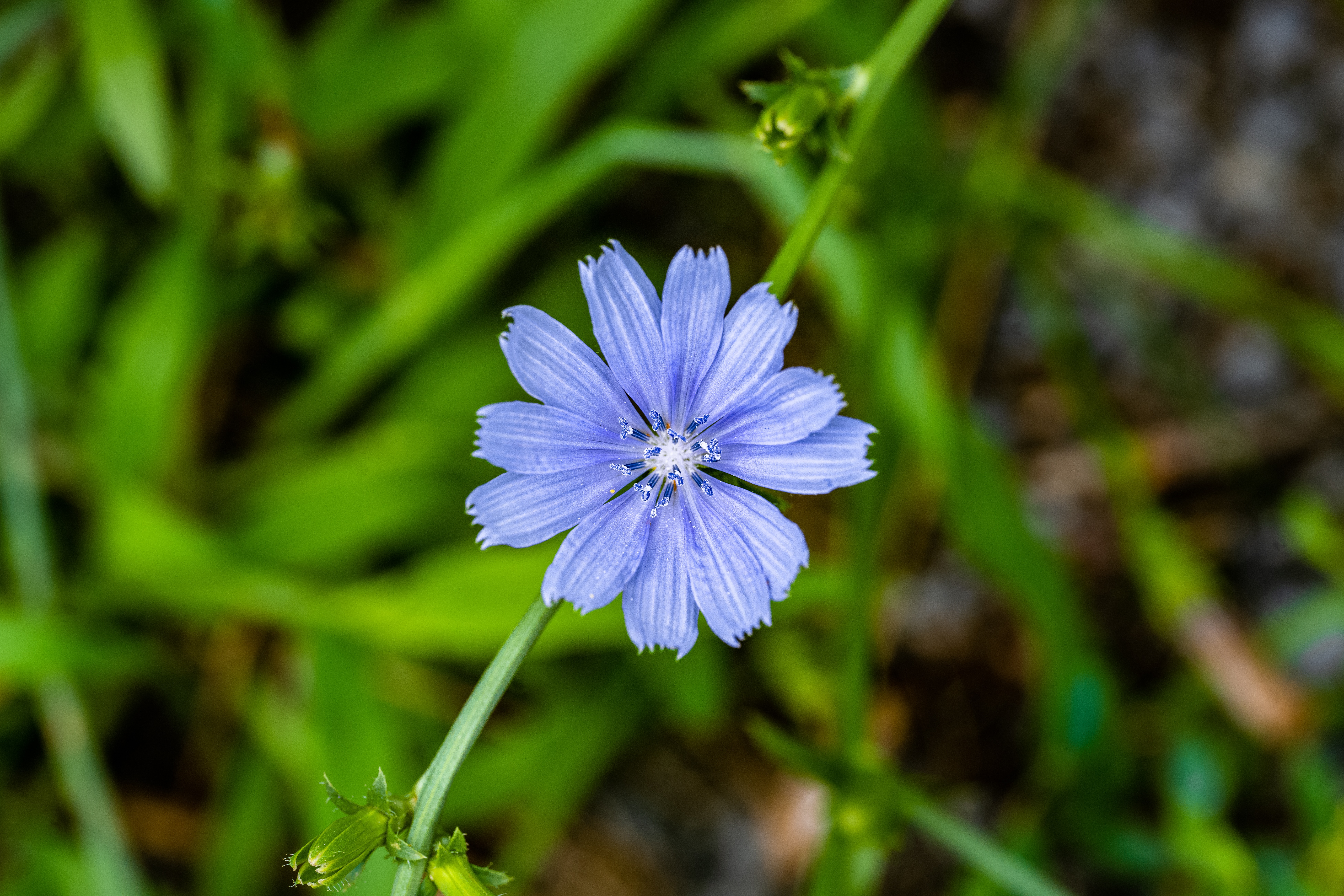 Chicory Root