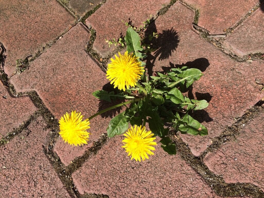 Dandelion Greens