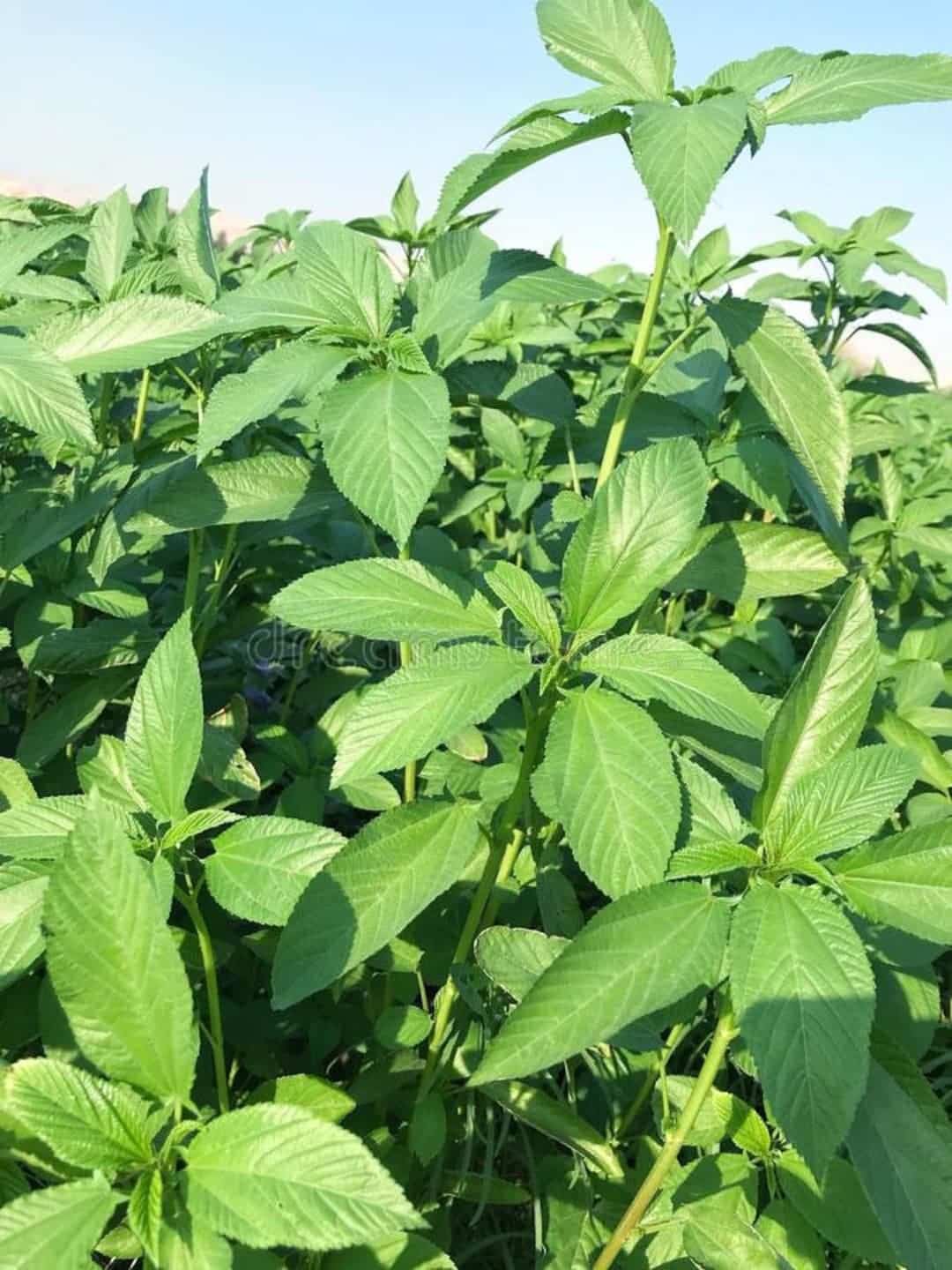 Jute Leaves (Molokhia) Jute Leaves (Molokhia)