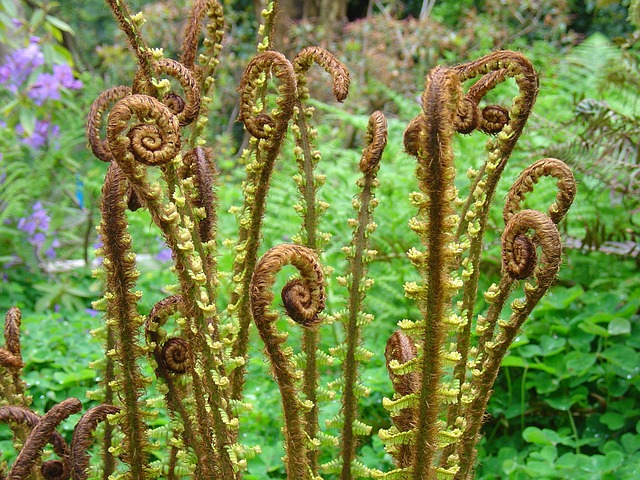 Fiddleheads