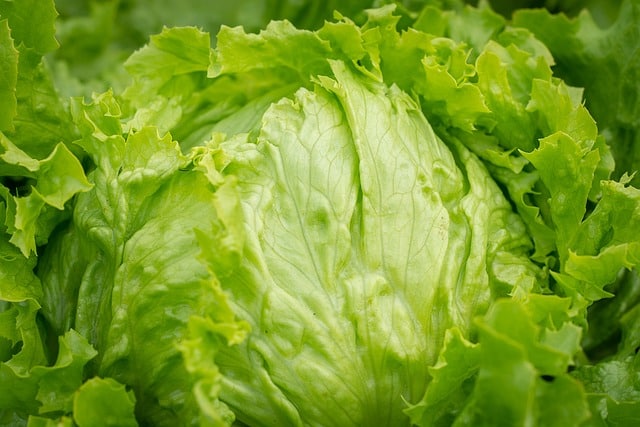 Iceberg Lettuce Iceberg Lettuce