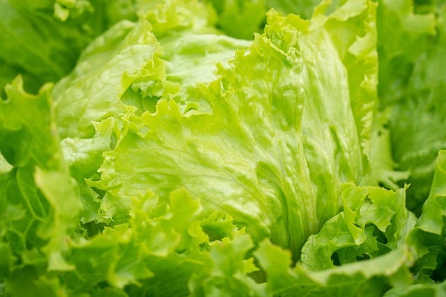 Iceberg Lettuce Iceberg Lettuce