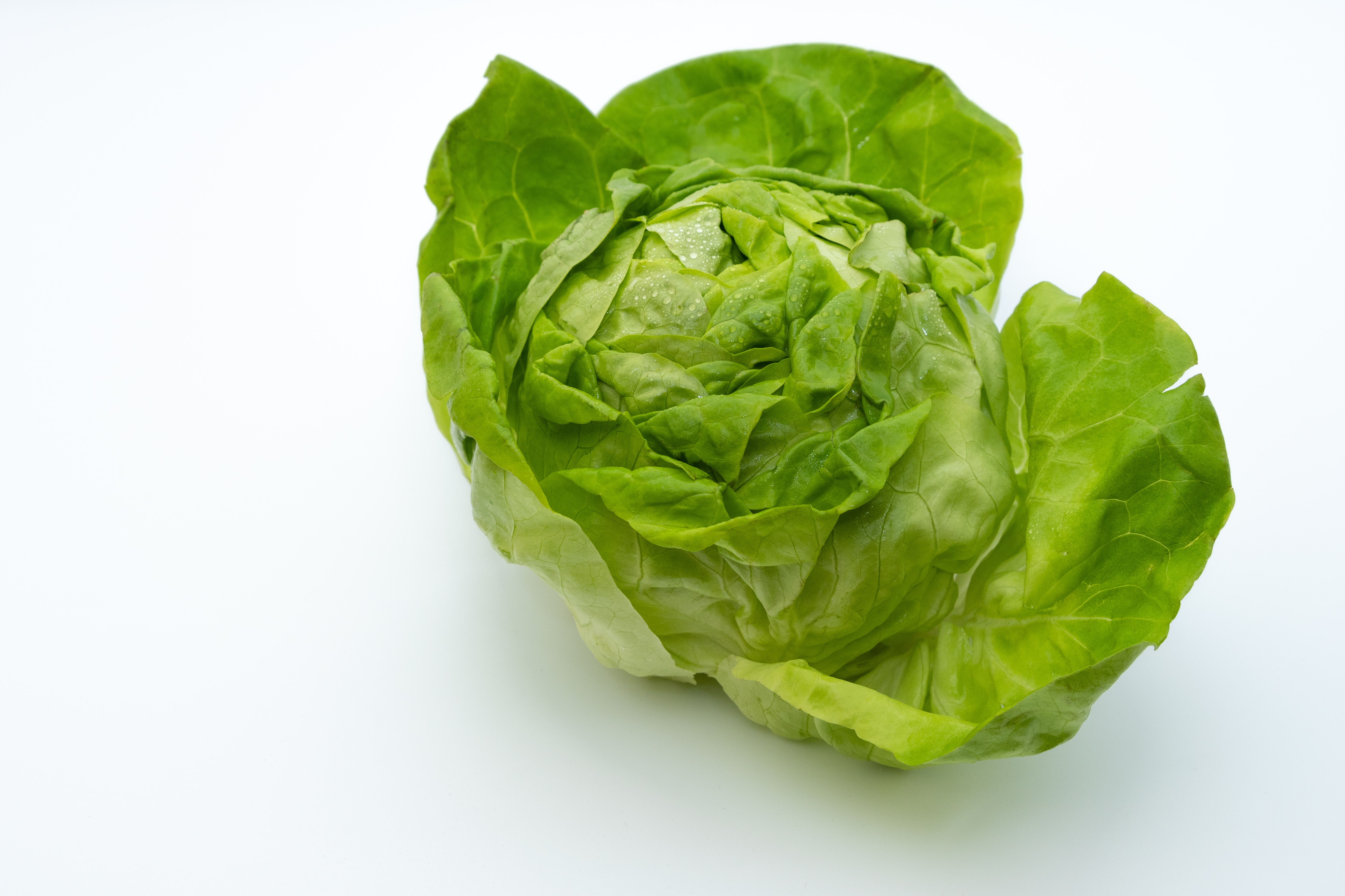 Iceberg Lettuce Iceberg Lettuce