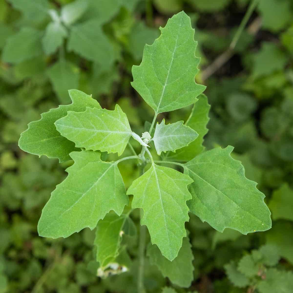 Lambsquarters Lambsquarters