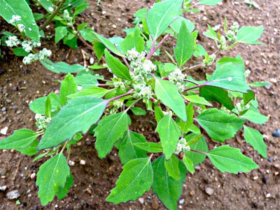 Lambsquarters Lambsquarters