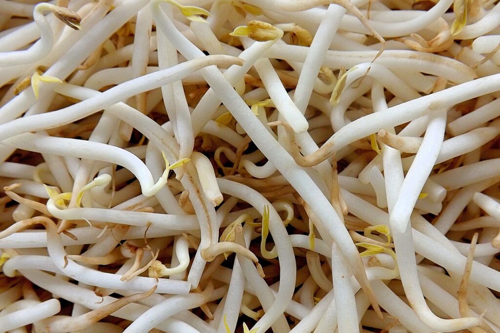 Mung Bean Sprouts