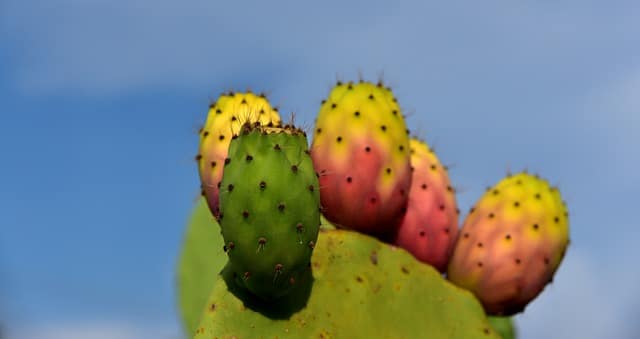 Prickly Pear Prickly Pear