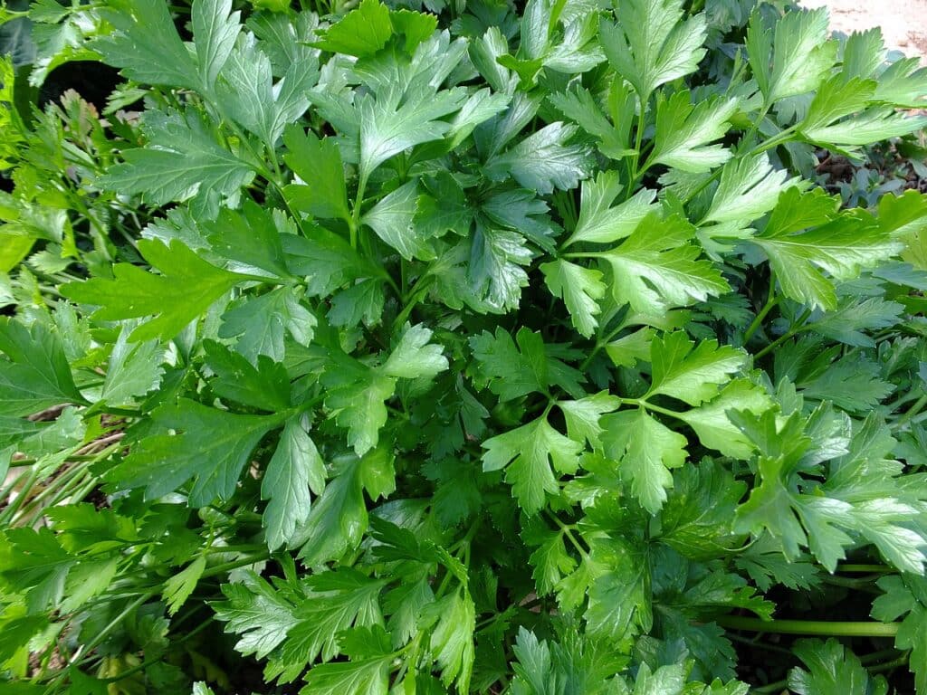 Parsley