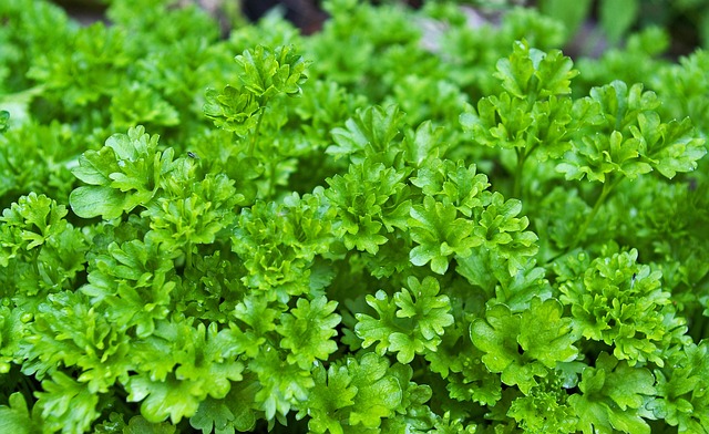 Parsley
