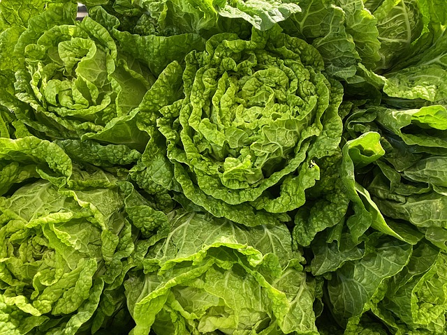 Romaine Lettuce