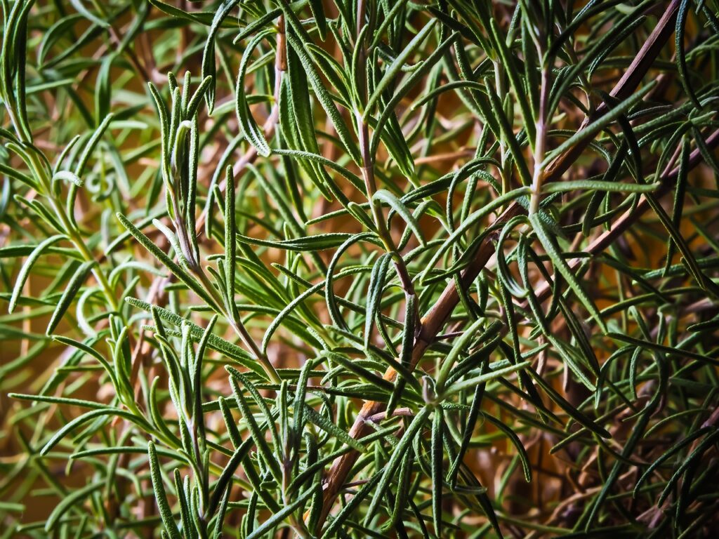 Rosemary: The Fragrant Herb with Untold Benefits Rosemary, a fragrant herb from the mint family, is an integral part of culinary and medicinal practices. This evergreen herb, native to the Mediterranean region, has needle-like leaves and blue flowers. Its strong aroma and distinctive flavor make it a favorite for seasoning various dishes. In this listicle, we'll explore the characteristics, health benefits, and nutritional value of rosemary