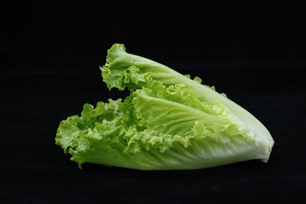 Romaine Lettuce