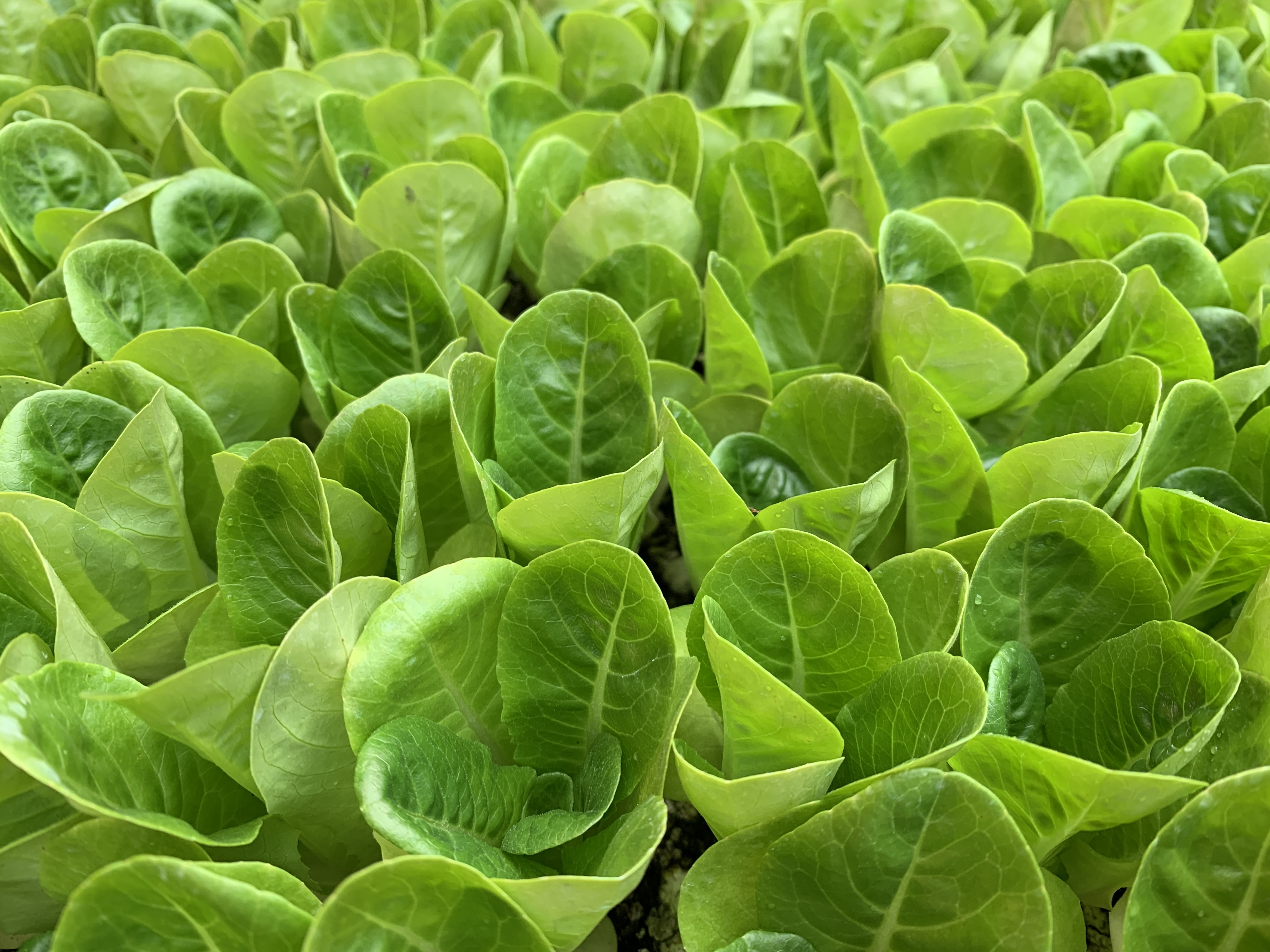 Water Spinach