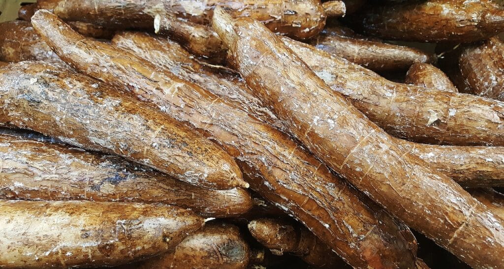 Yuca, Cassava, Manioc, Manioca